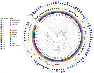 Contamination of Proteus mirabilis harbouring various clinically important antimicrobial resistance genes in retail meat and aquatic products from food markets in China